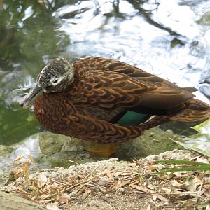 Laysan Teal