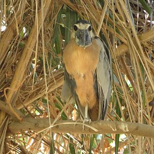 Boat-billed Heron