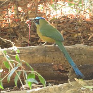 Amazonian Motmot