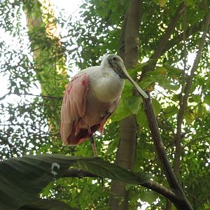 Roseate Spoonbill
