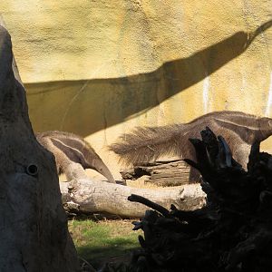 Giant Anteaters