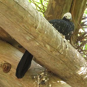 Blue-throated Piping Guan