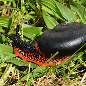 Fire snail (Platymma tweediei)