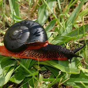 Fire snail (Platymma tweediei)