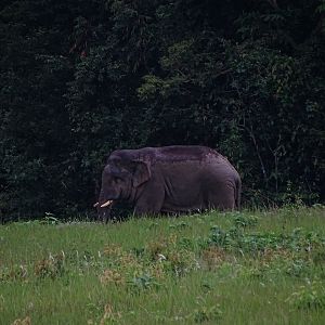 Indian elephant (Elephas maximus indicus)