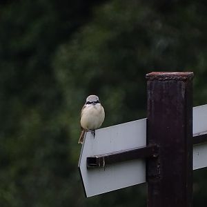 Brown Shrike (Lanius cristatus)