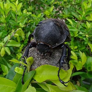 The Atlas beetle (Chalcosoma atlas)