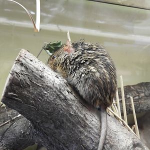 [2022] Typical striped grass mouse