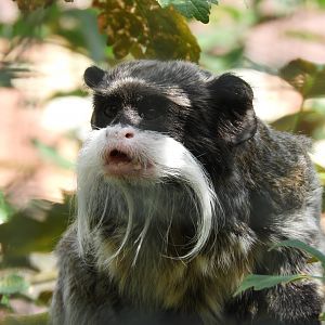 [2022] Emperor tamarin