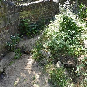 [2022] Marbled polecat enclosure