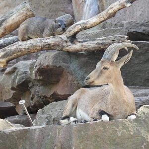 [2022] Nubian ibex and rock hyrax