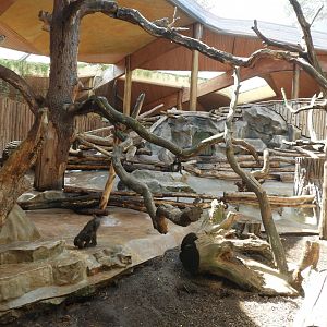 [2022] Part of mandrill enclosure