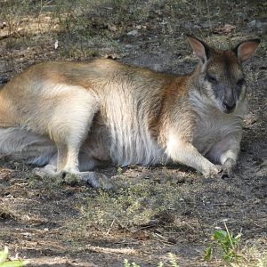 [2022] Agile wallaby