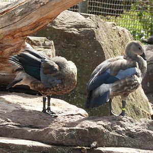 [2022] Blue-winged geese