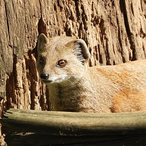 [2022] Yellow mongoose