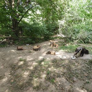 [2022] Giant anteater enclosure