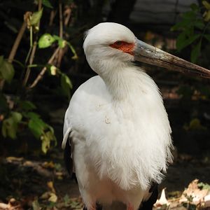 [2022] Maguari stork