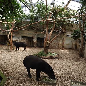 [2022] Brazilian tapir indoor enclosure