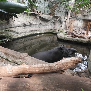 [2022] Brazilian tapir indoor pool