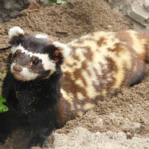 [2022] Marbled polecat