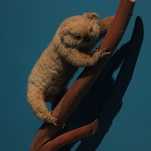 Taxidermy Koala Bear, The Dowse Art Museum