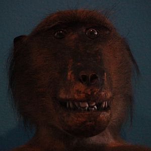 Taxidermy Olive Baboon, The Dowse Art Museum