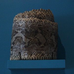 Skin of African Rock Python, The Dowse Art Museum