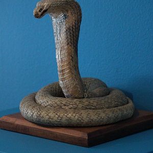 Taxidermy Cobra, The Dowse Art Museum