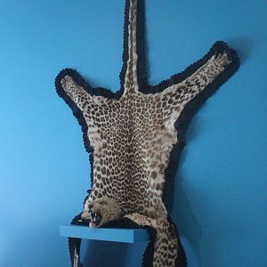 Skin of Indian Leopard, The Dowse Art Museum