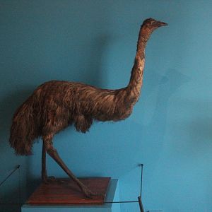 Taxidermy Emu, The Dowse Art Museum