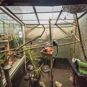Common Marmoset Exhibit - 2021