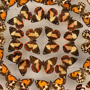 Dodd Collection: New Guinea Jezebels