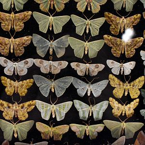 Dodd Collection: Moths, mostly Geometridae.