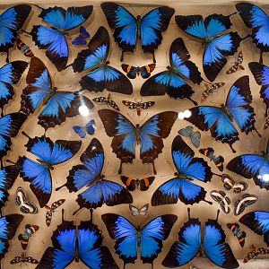 Dodd Collection: Ulysses Butterfly display