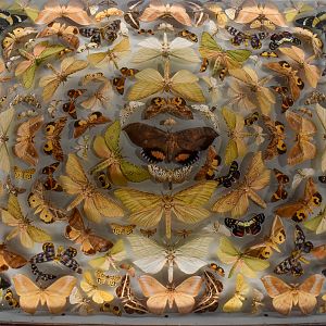 Dodd Collection: Moths, including Sphingidae, Erebidae and Anthelidae.