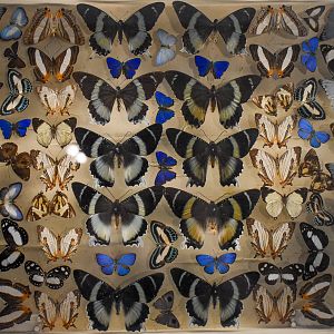 Dodd Collection: New Guinea butterflies including Papilio laglazei and Alcides agathyrsus mimicry