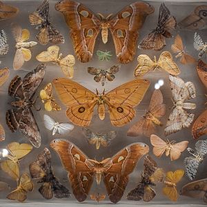 Dodd Collection: Moths, mostly Saturniidae, Anthelidae.