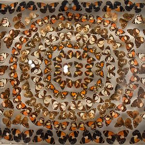 Dodd Collection: New Guinea Jezebels