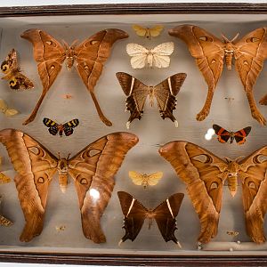 Dodd Collection: Hercules Moth display