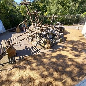 Hamadryas baboon enclosure