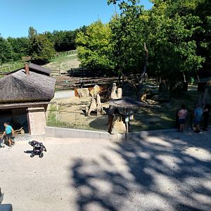 Zoo Stadt Haag - Suricate enclosure