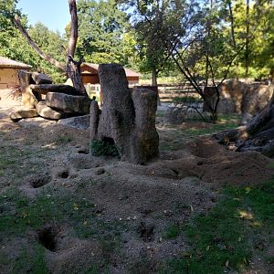 Zoo Stadt Haag - Suricate enclosure