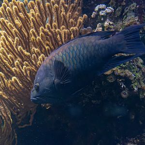 Fish ID - Haus des Meeres