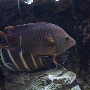 Fish ID - Haus des Meeres