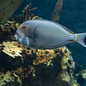 Fish ID - Haus des Meeres