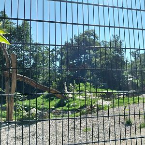 Zoo Stadt Haag - Siberian tiger main enclosure