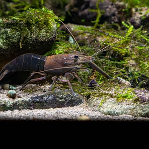Shrimp ID - Haus des Meeres