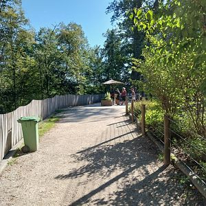 Zoo Stadt Haag - Southwest African lion - Rooftop viewing point