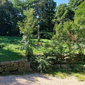 Zoo Stadt Haag - Southwest African lion main enclosure