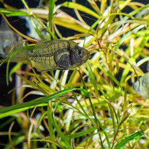 Fish ID - Haus des Meeres